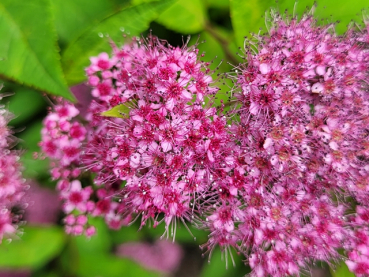 Spiraea bumalda "Anthony Waterer" - (Rote Sommerspiere),